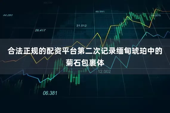 合法正规的配资平台第二次记录缅甸琥珀中的菊石包裹体